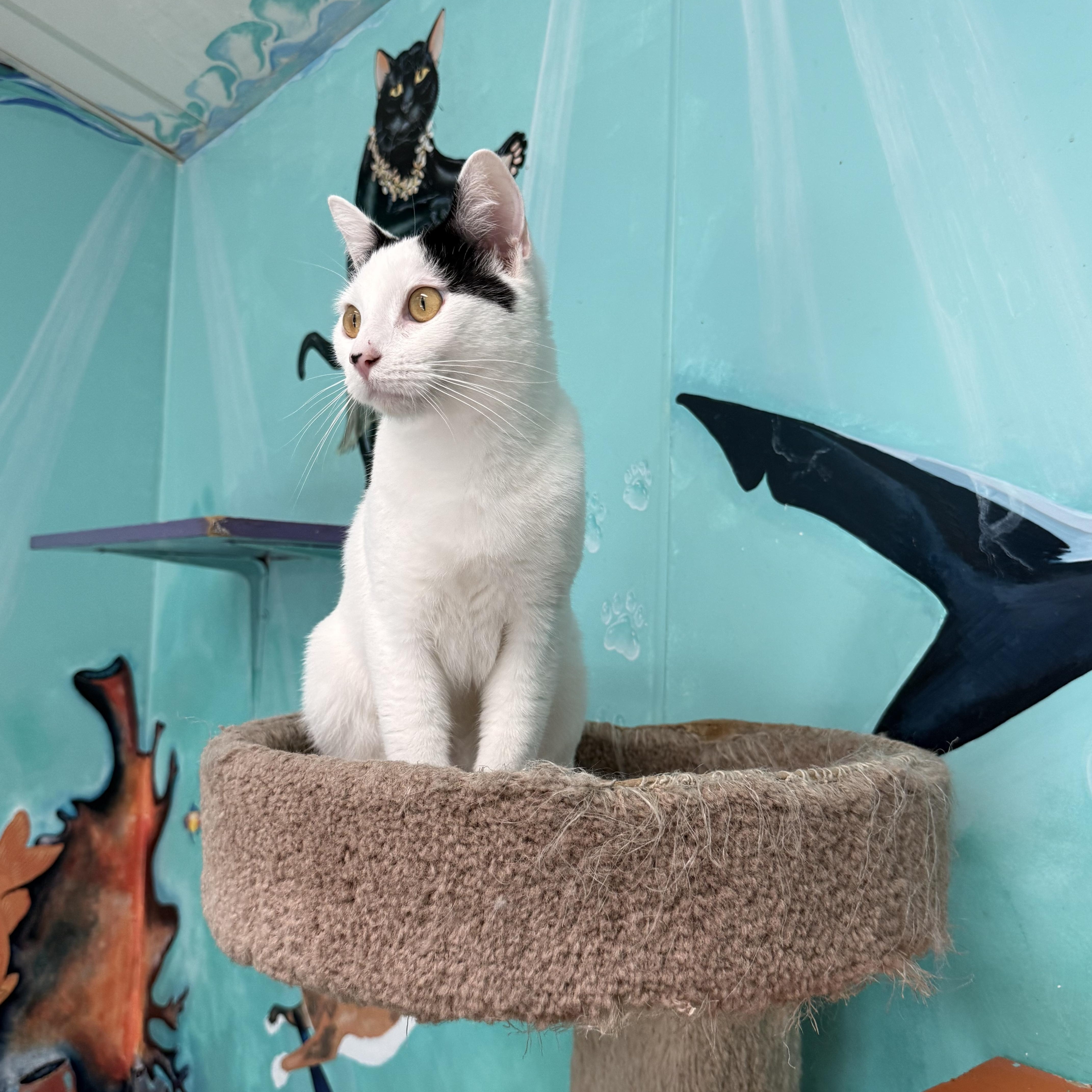 Macaroon, a ADOPTABLE Domestic Short Hair in Newport Beach, CA image 3/6