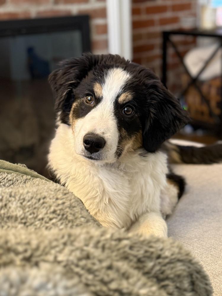 Enlarge Perdida, a Adoptable mixed breed in Denver, CO image 1/6