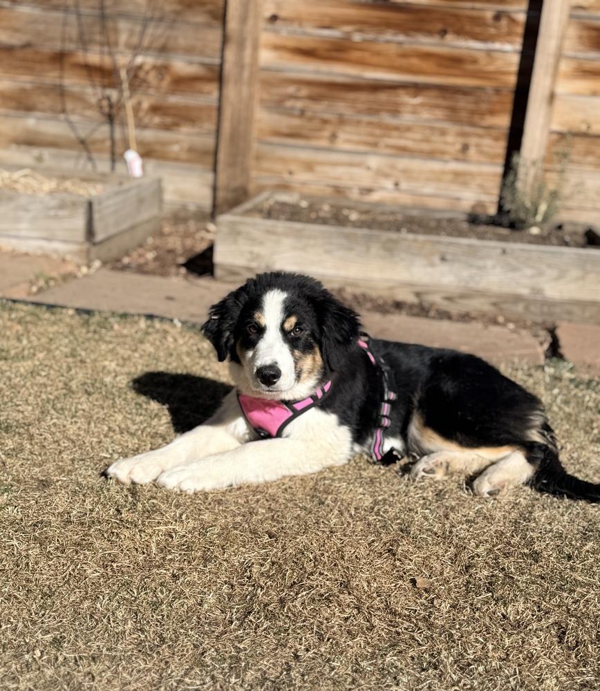 Enlarge Perdida, a Adoptable mixed breed in Denver, CO image 2/6