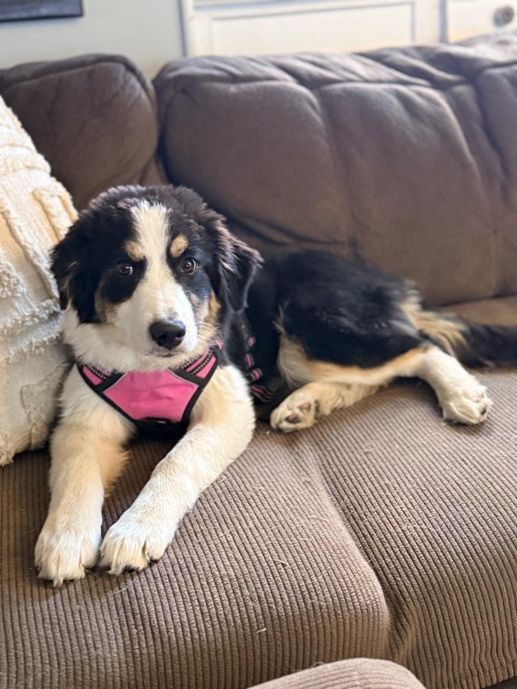 Enlarge Perdida, a Adoptable mixed breed in Denver, CO image 3/6