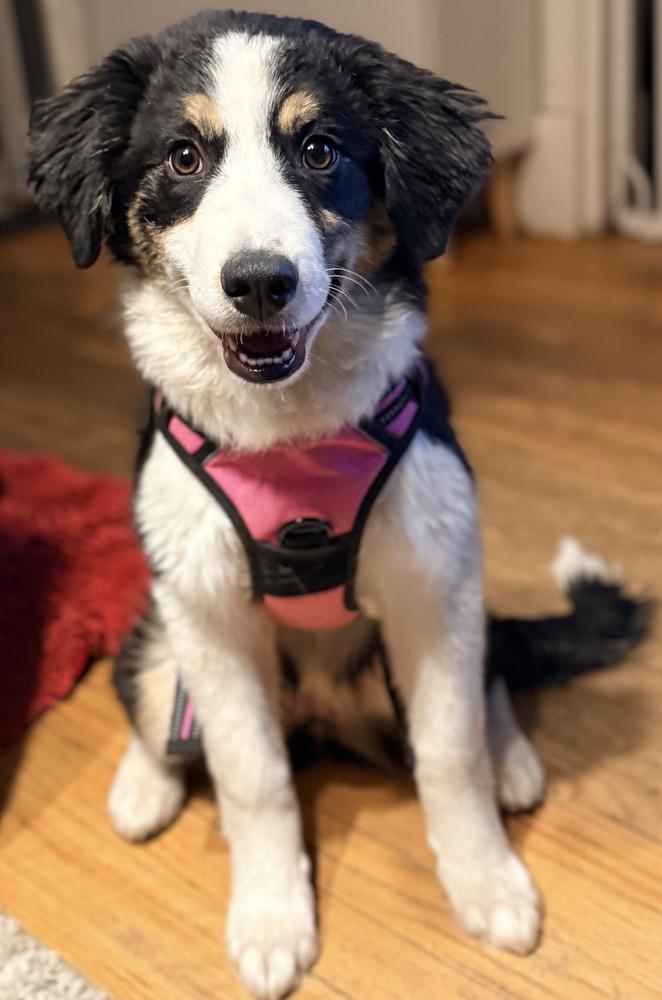 Enlarge Perdida, a Adoptable mixed breed in Denver, CO image 4/6