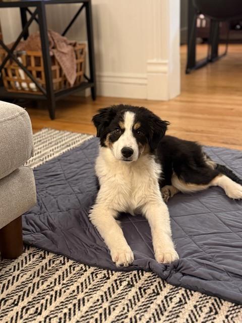 Enlarge Perdida, a Adoptable mixed breed in Denver, CO image 6/6