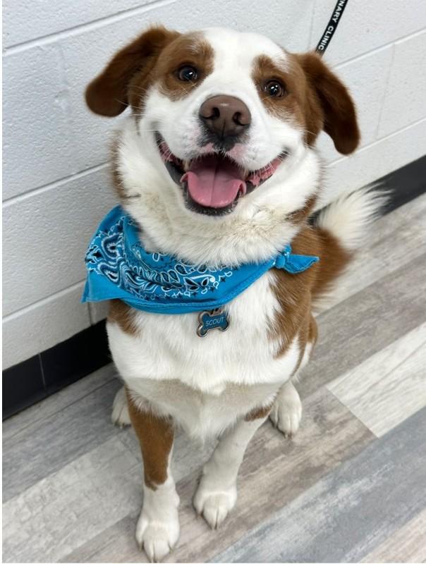 Enlarge Scout, an adopted mixed breed in Olympia, WA image 1/4