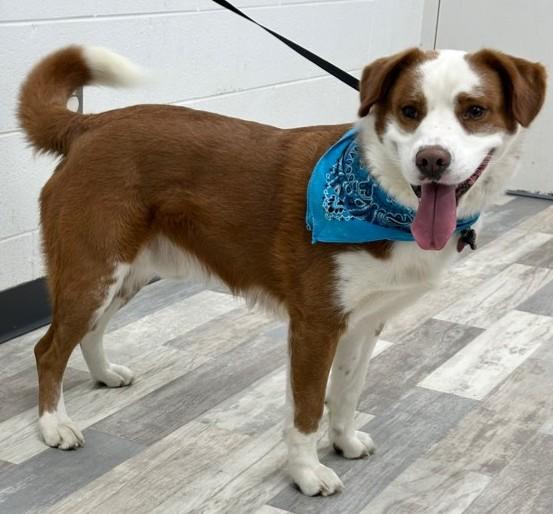 Enlarge Scout, an adopted mixed breed in Olympia, WA image 3/4