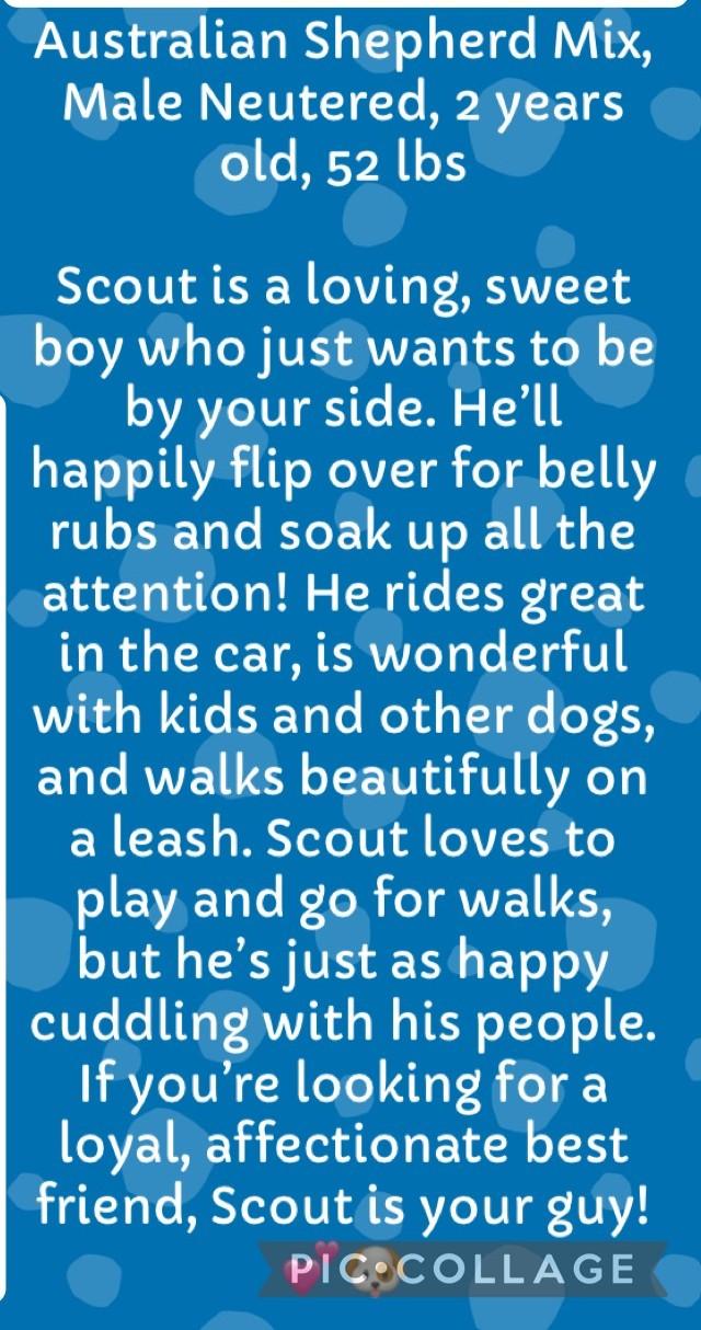 Enlarge Scout, an adopted mixed breed in Olympia, WA image 4/4