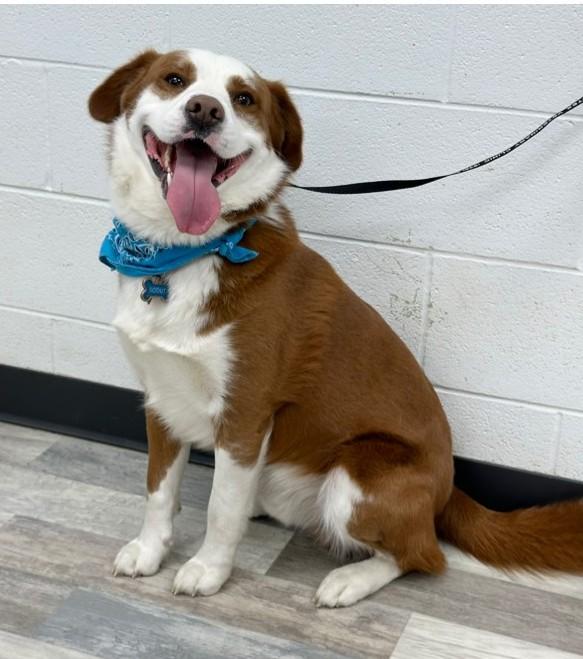 Enlarge Scout, an adopted mixed breed in Olympia, WA image 2/4