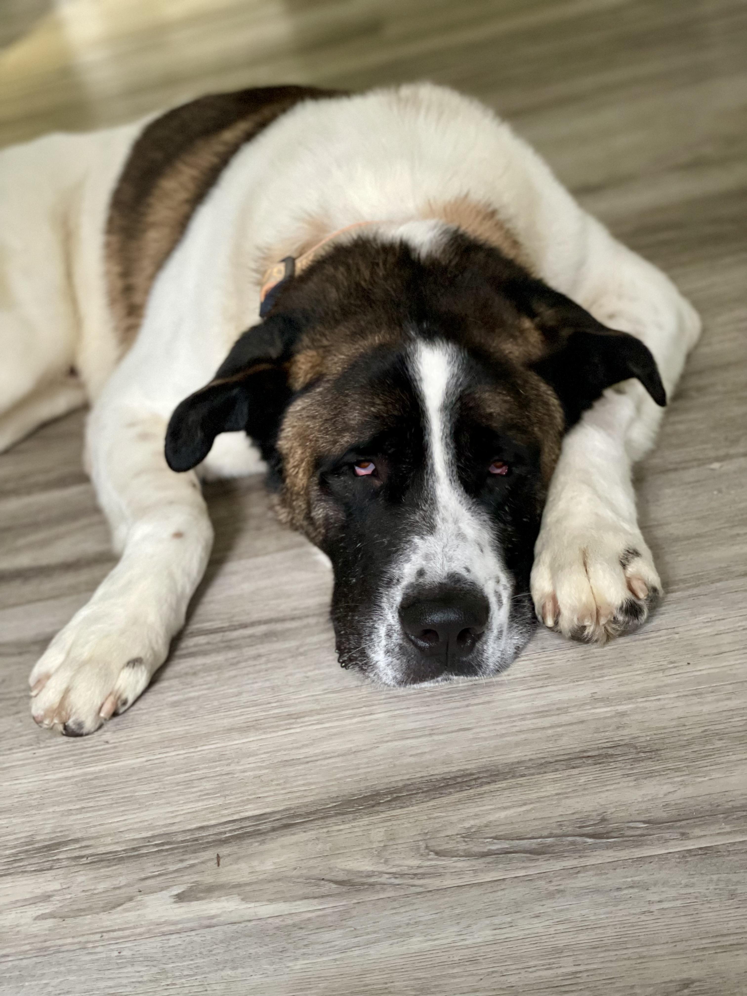 Enlarge Copernicus, a ADOPTABLE mixed breed in BURNABY, BC image 2/4