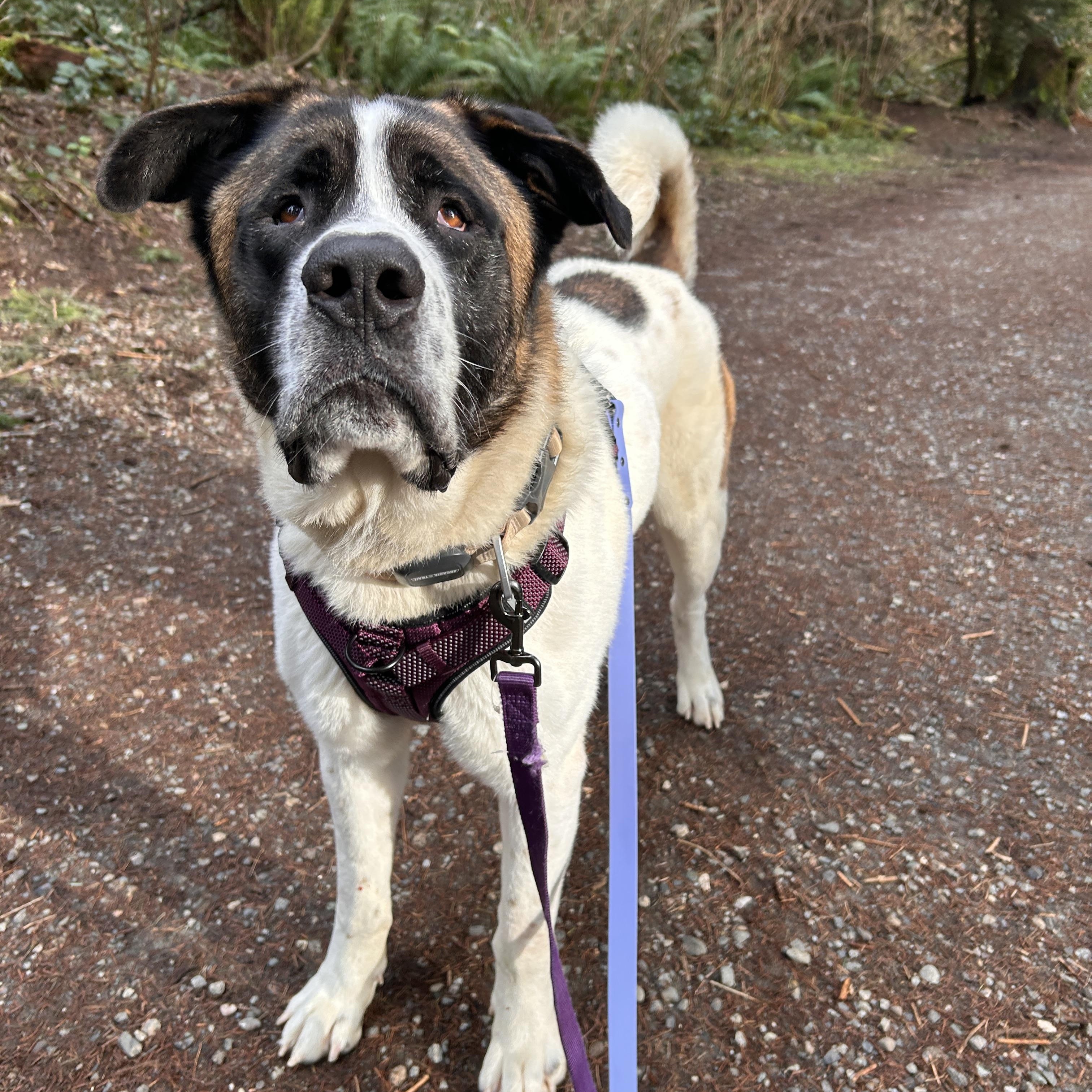 Enlarge Copernicus, a ADOPTABLE mixed breed in BURNABY, BC image 4/4