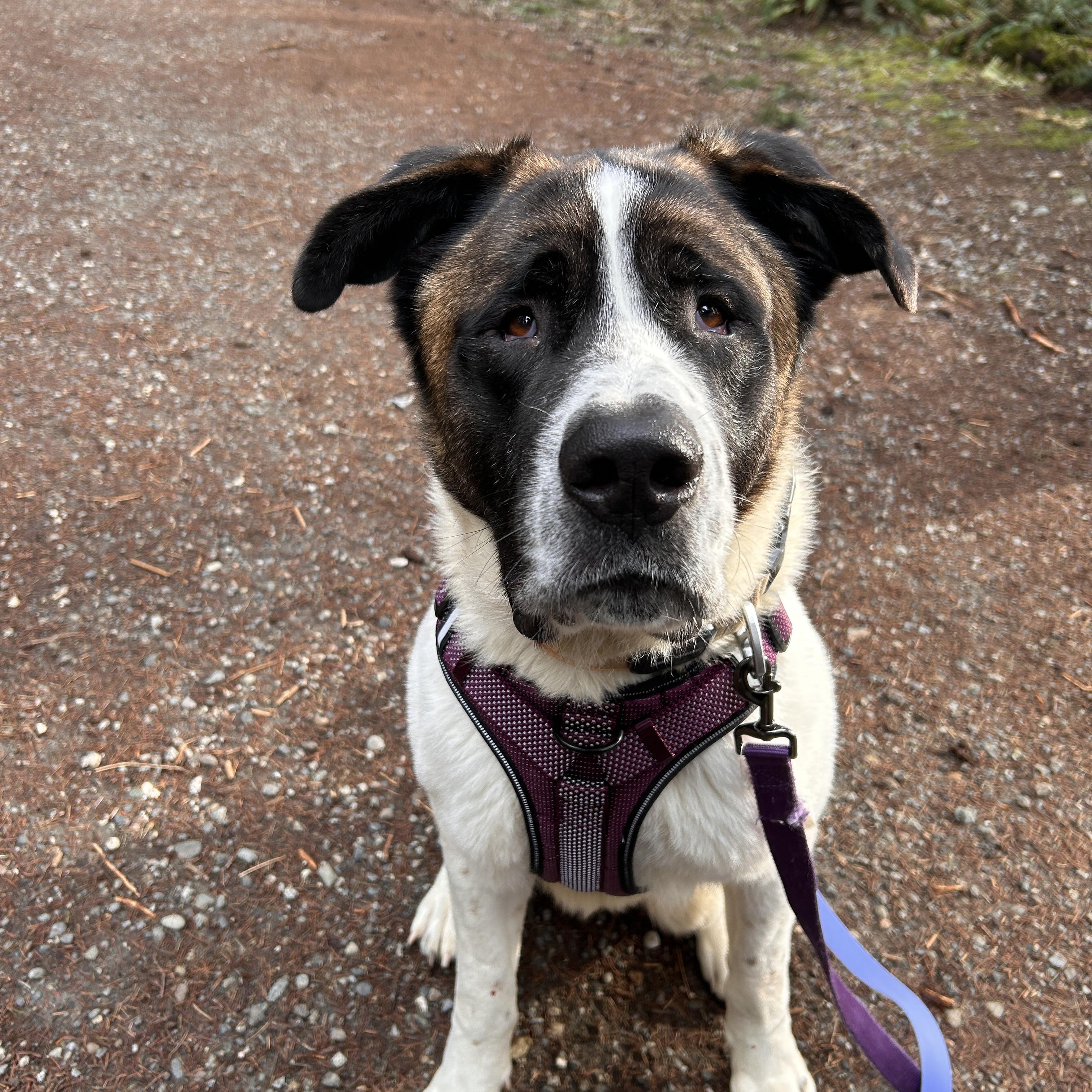 Enlarge Copernicus, a ADOPTABLE mixed breed in BURNABY, BC image 3/4