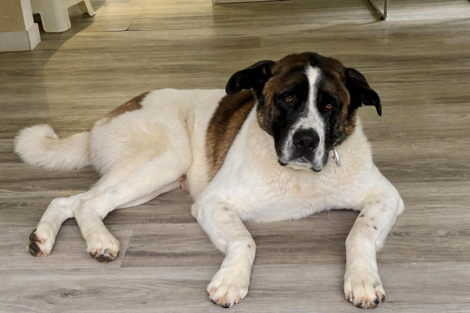 Copernicus, ADOPTABLE, Adult Male Saint Bernard.