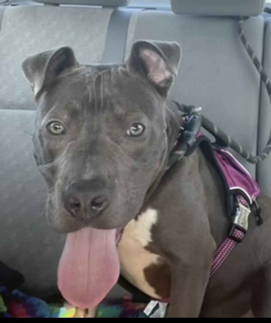 Enlarge Jax, a ADOPTABLE Mixed Breed in Belleville, IL image 1/1