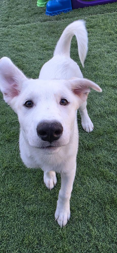 Desrosiers / Gwen, Adoptable, Puppy Female Labrador Retriever & Mixed Breed.