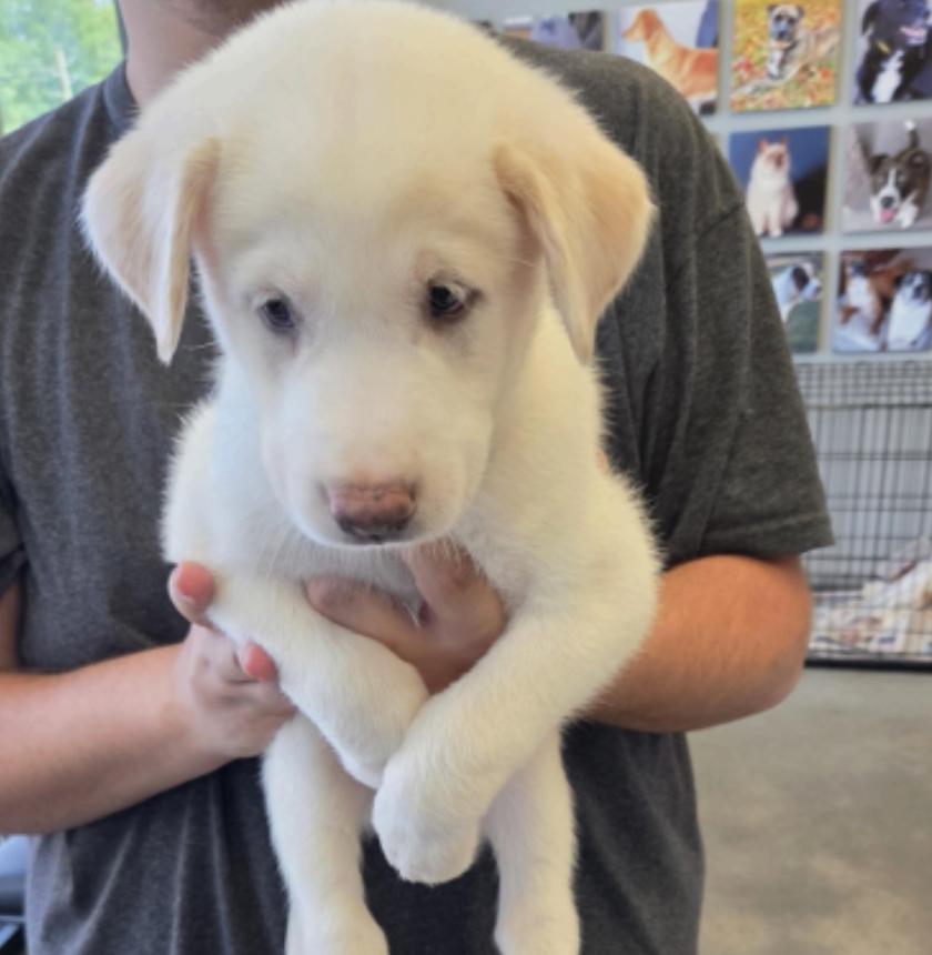 Desrosiers / Jose, Adoptable, Puppy Male Labrador Retriever & Mixed Breed.