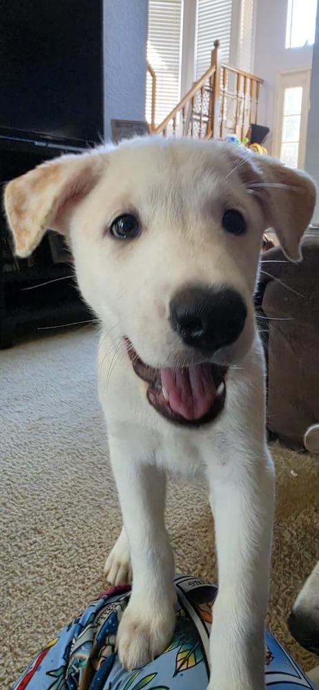 Enlarge Desrosiers / Gwen, a Adoptable mixed breed in Broomfield, CO image 2/6