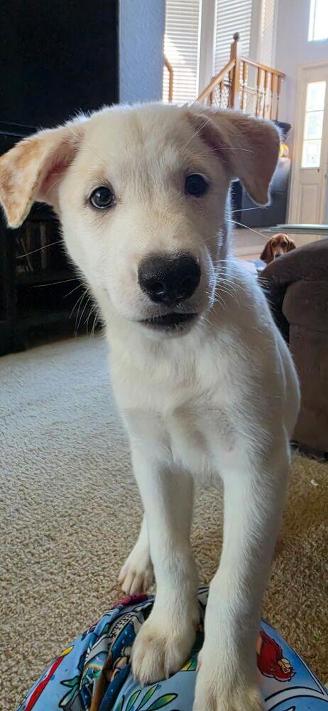 Enlarge Desrosiers / Jose, a Adoptable mixed breed in Broomfield, CO image 2/4