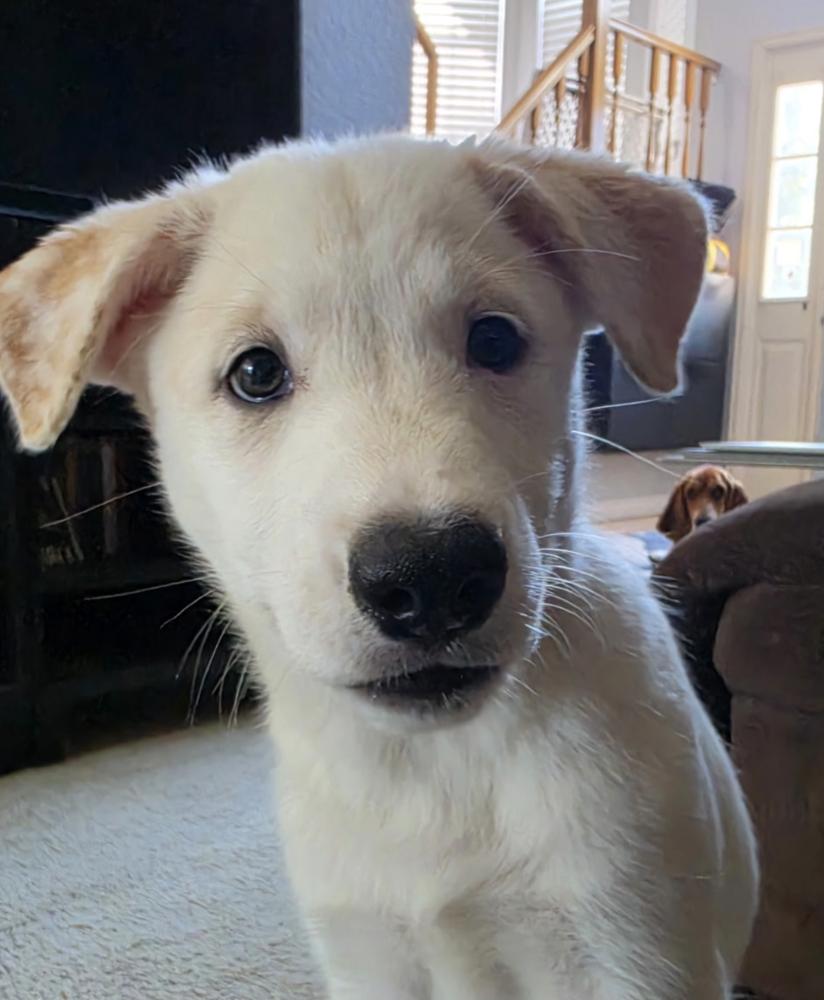 Enlarge Desrosiers / Jose, a Adoptable mixed breed in Broomfield, CO image 3/4