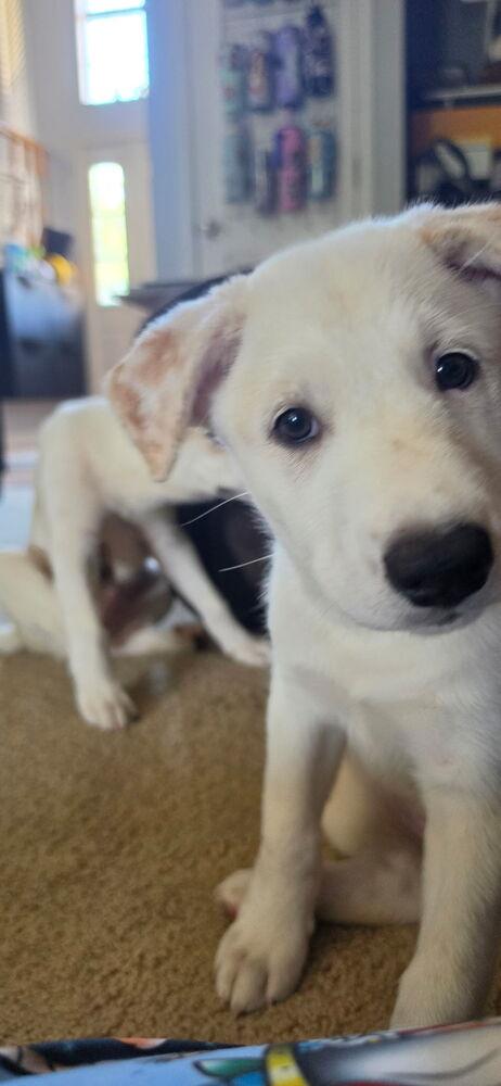 Enlarge Desrosiers / Jose, a Adoptable mixed breed in Broomfield, CO image 4/4