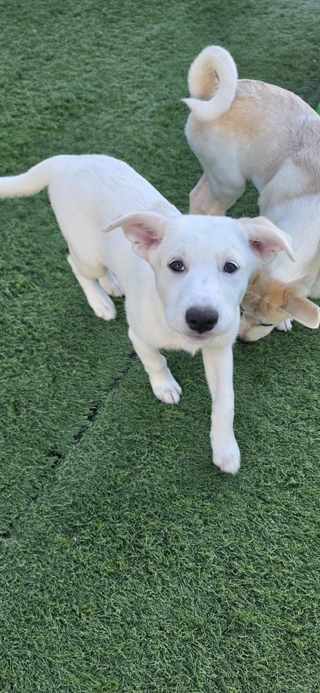 Enlarge Desrosiers / Gwen, a Adoptable mixed breed in Broomfield, CO image 5/6