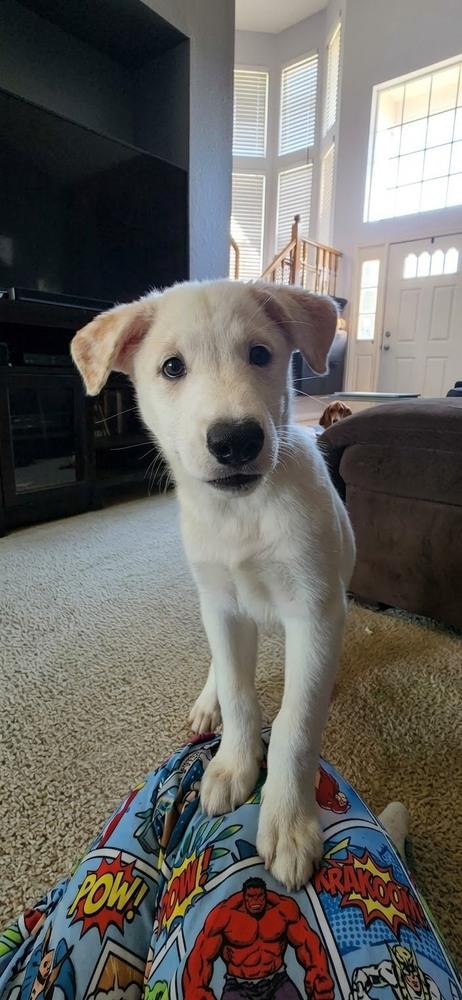 Enlarge Desrosiers / Gwen, a Adoptable mixed breed in Broomfield, CO image 6/6