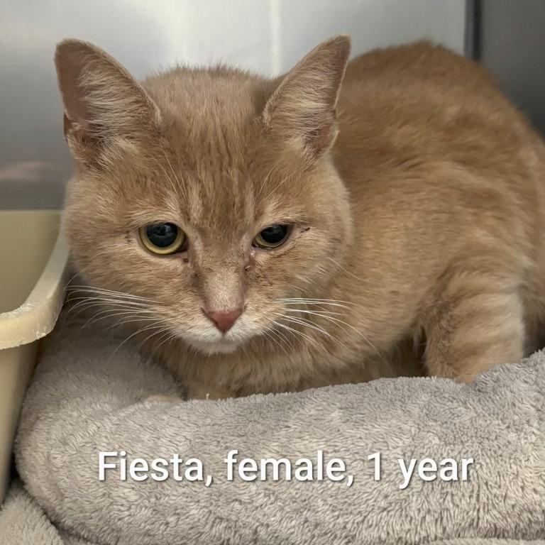 Fiesta, Adoptable, Young Female Domestic Short Hair.