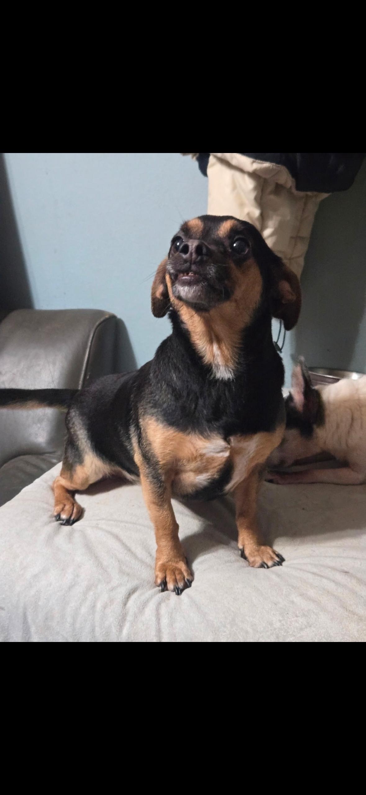 Luna, adopted, Adult Female Chiweenie.