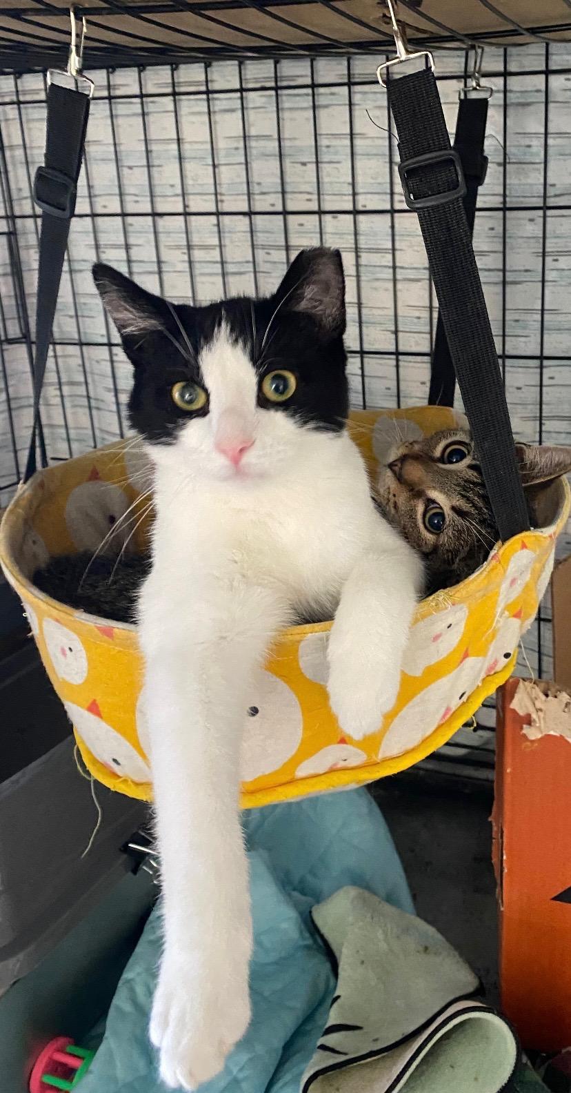 BECKHAM, Adoptable, Young Male Domestic Short Hair.