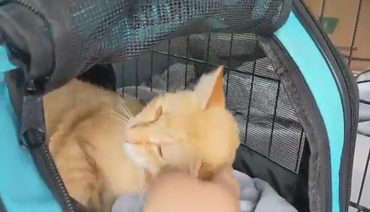 Enlarge Nugget, a Adopted Domestic Short Hair in Hoopa, CA video 6/11