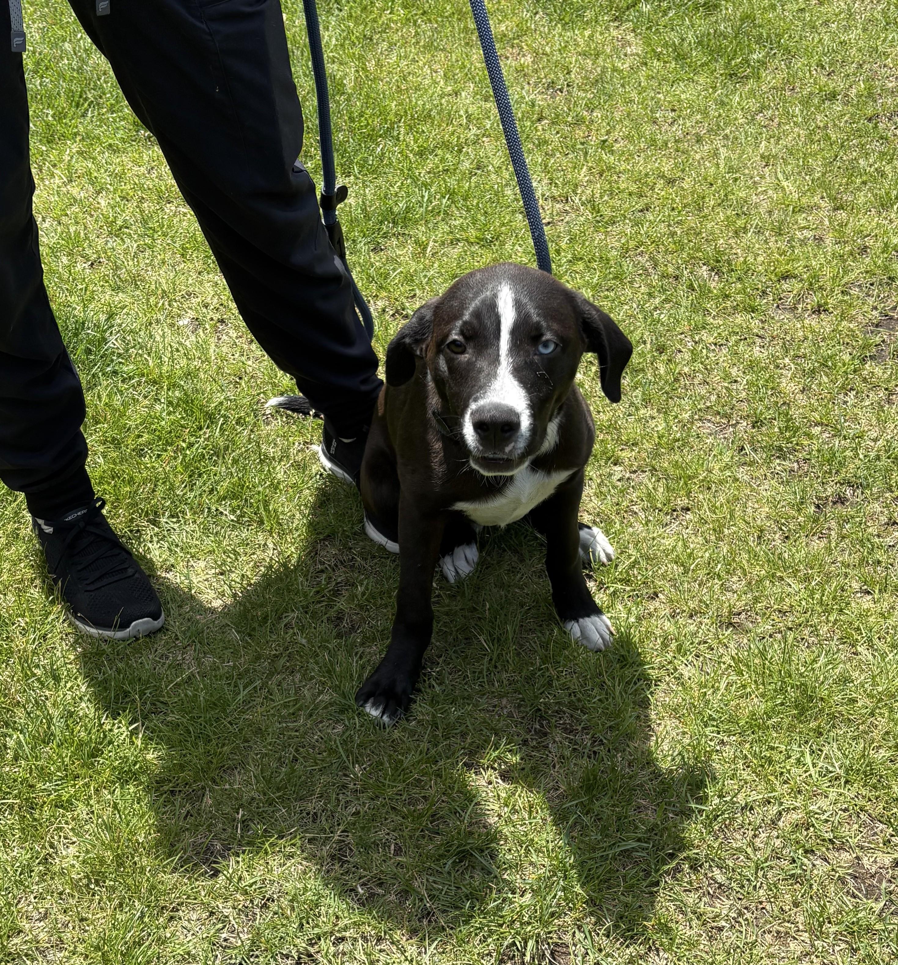 Enlarge Oliver, an adopted mixed breed in Kankakee, IL image 1/1