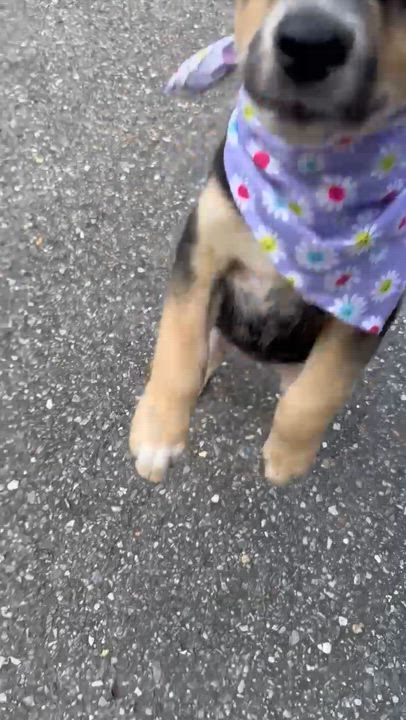 Enlarge Zara, a Adoptable mixed breed in Potomac, MD video 4/6