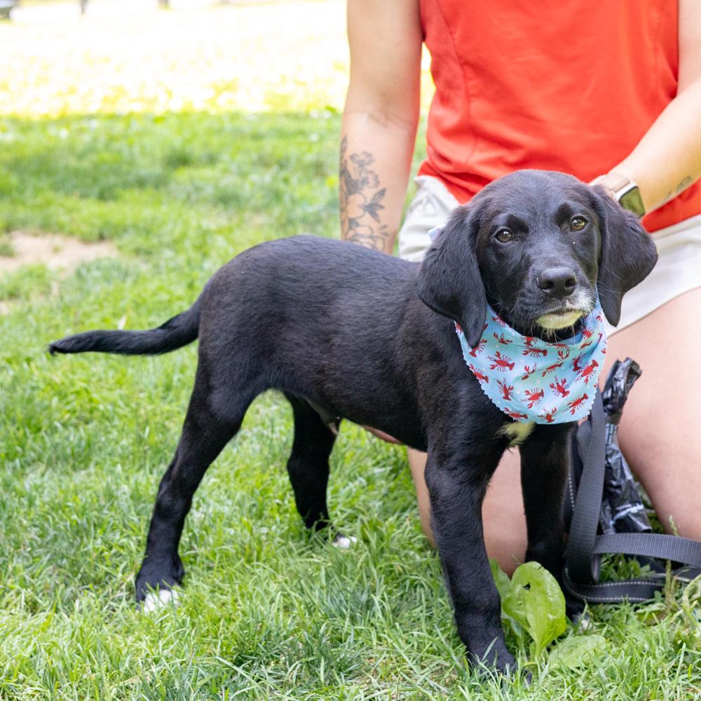 Reef (Male) Avail 7/11, an adopted mixed breed in West Grove, PA image 3/6