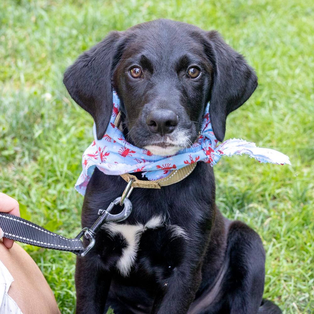 Reef (Male) Avail 7/11, an adopted mixed breed in West Grove, PA image 1/6