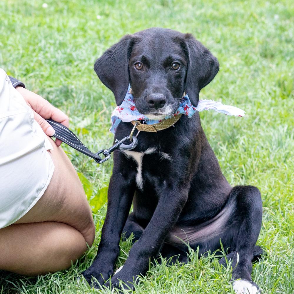 Reef (Male) Avail 7/11, an adopted mixed breed in West Grove, PA image 5/6