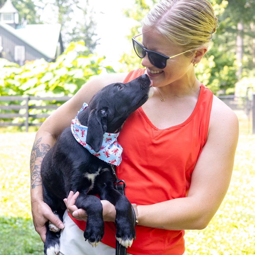 Reef (Male) Avail 7/11, an adopted mixed breed in West Grove, PA image 6/6