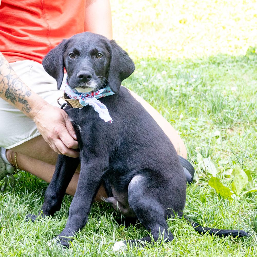 Reef (Male) Avail 7/11, an adopted mixed breed in West Grove, PA image 2/6