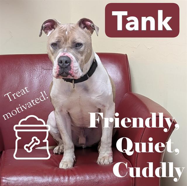 TANK, Adoptable, Adult Male American Staffordshire Terrier.