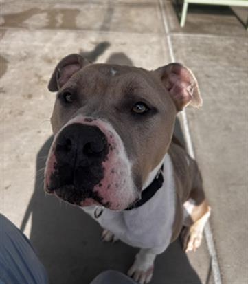 Enlarge TANK, a Adoptable American Staffordshire Terrier in Denver, CO image 1/1