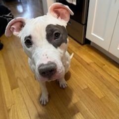 Bella Wella, a Adoptable mixed breed in New York, NY image 4/6