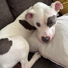 Bella Wella, a Adoptable mixed breed in New York, NY image 3/6