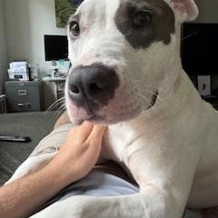 Bella Wella, a Adoptable mixed breed in New York, NY image 2/6