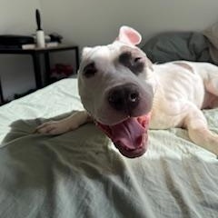 Bella Wella, a Adoptable mixed breed in New York, NY image 5/6