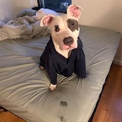 Bella Wella, Adoptable, Adult Female American Staffordshire Terrier.