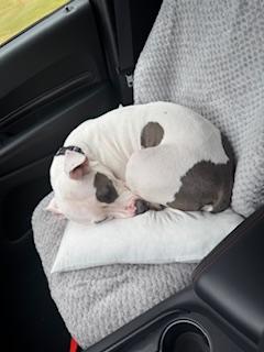 Bella Wella, a Adoptable mixed breed in New York, NY image 6/6