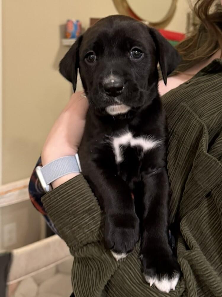 Pax, a Adoptable mixed breed in Hartwell, GA image 1/6