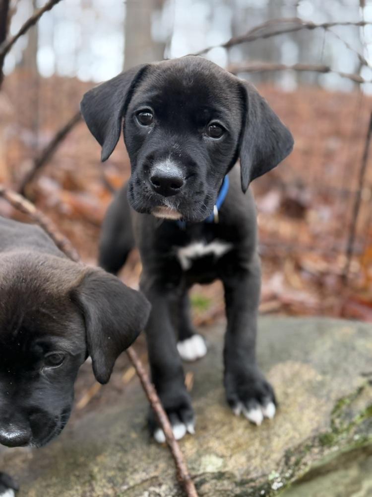 Pax, a Adoptable mixed breed in Hartwell, GA image 2/6