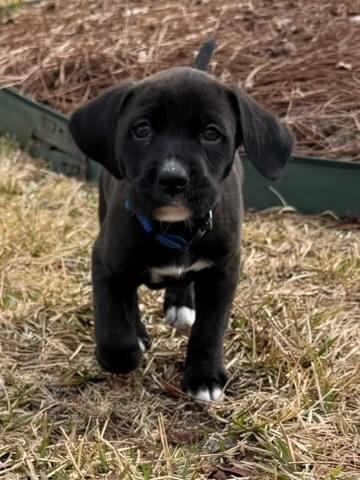 Pax, a Adoptable mixed breed in Hartwell, GA image 3/6