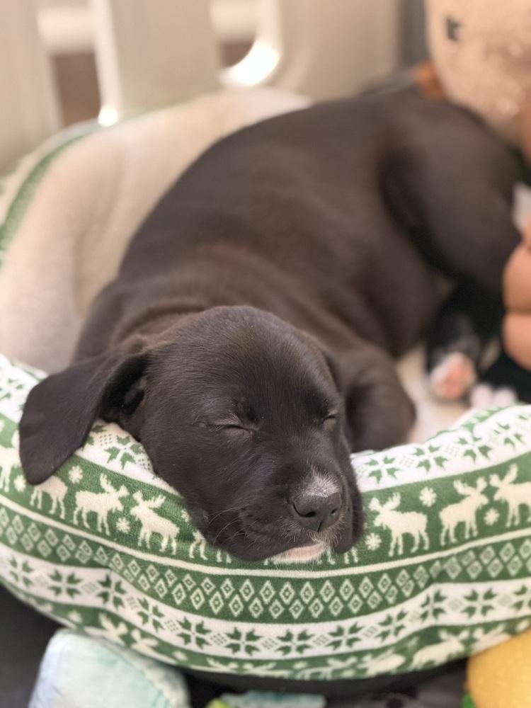 Pax, a Adoptable mixed breed in Hartwell, GA image 4/6