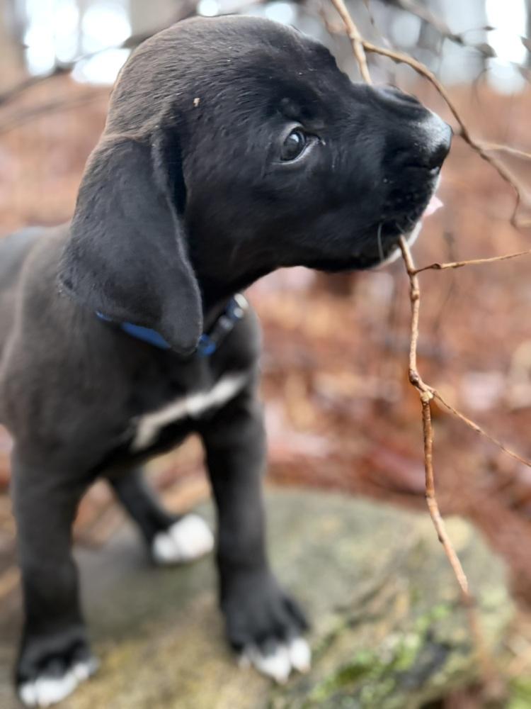 Pax, a Adoptable mixed breed in Hartwell, GA image 5/6