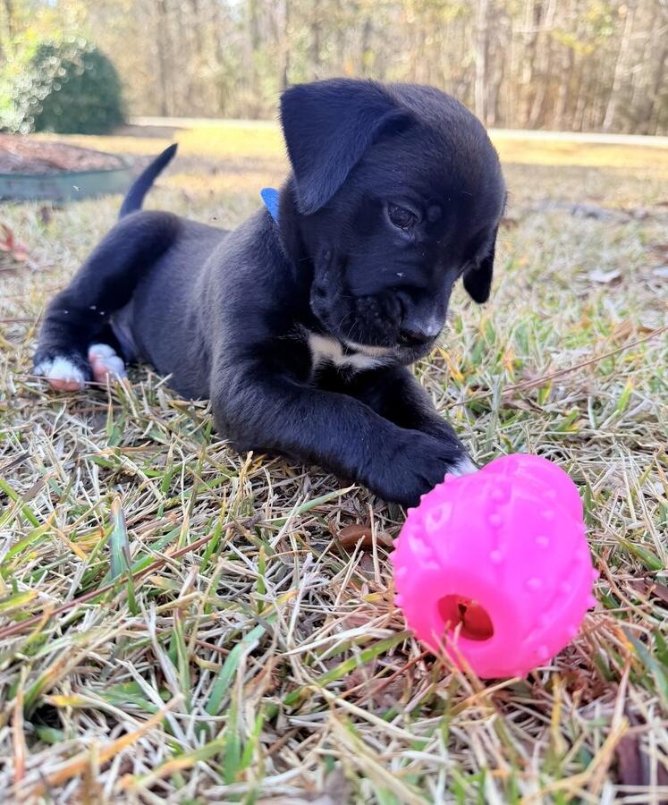 Pax, a Adoptable mixed breed in Hartwell, GA image 6/6