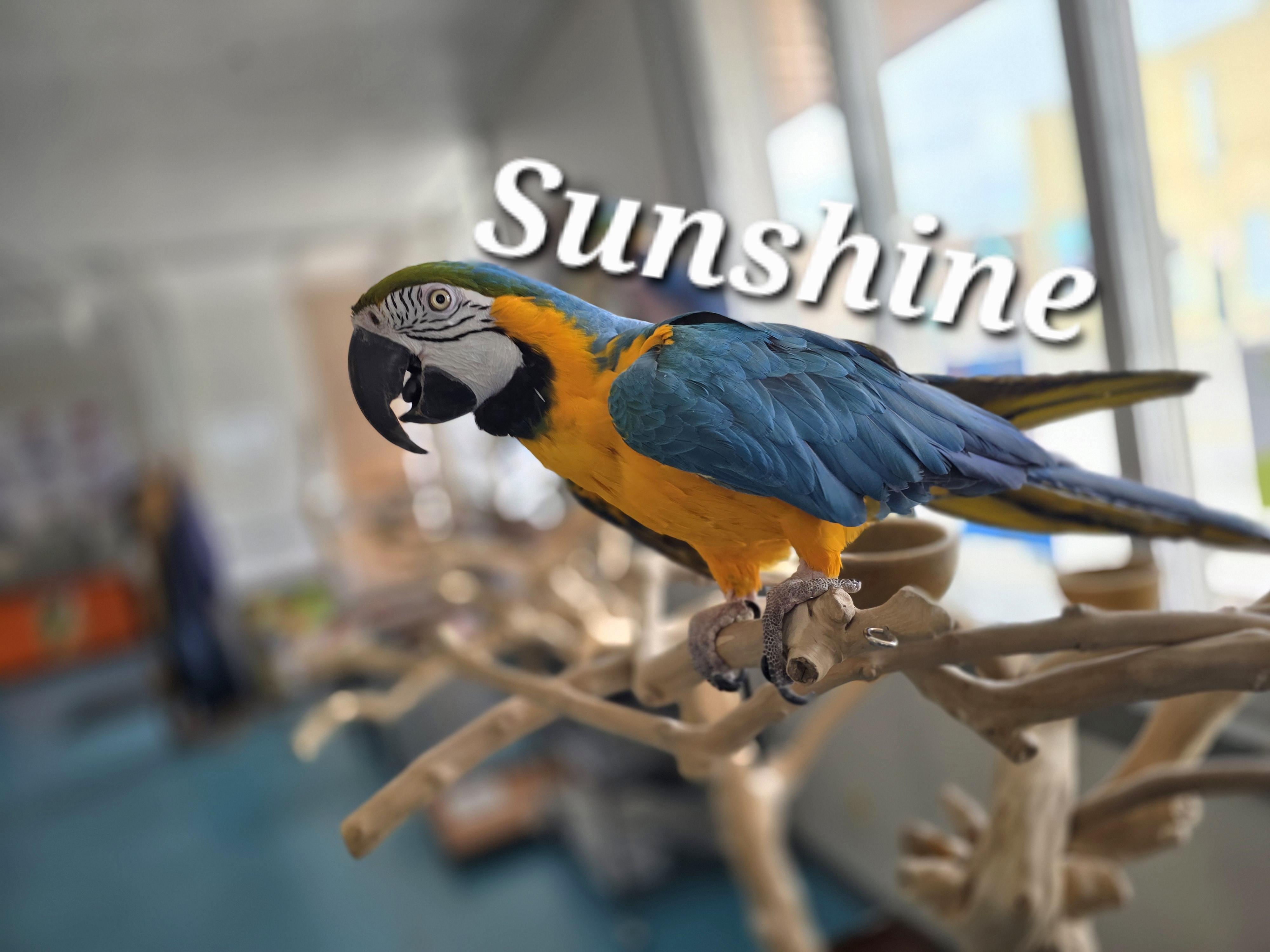 Sunshine photo 2