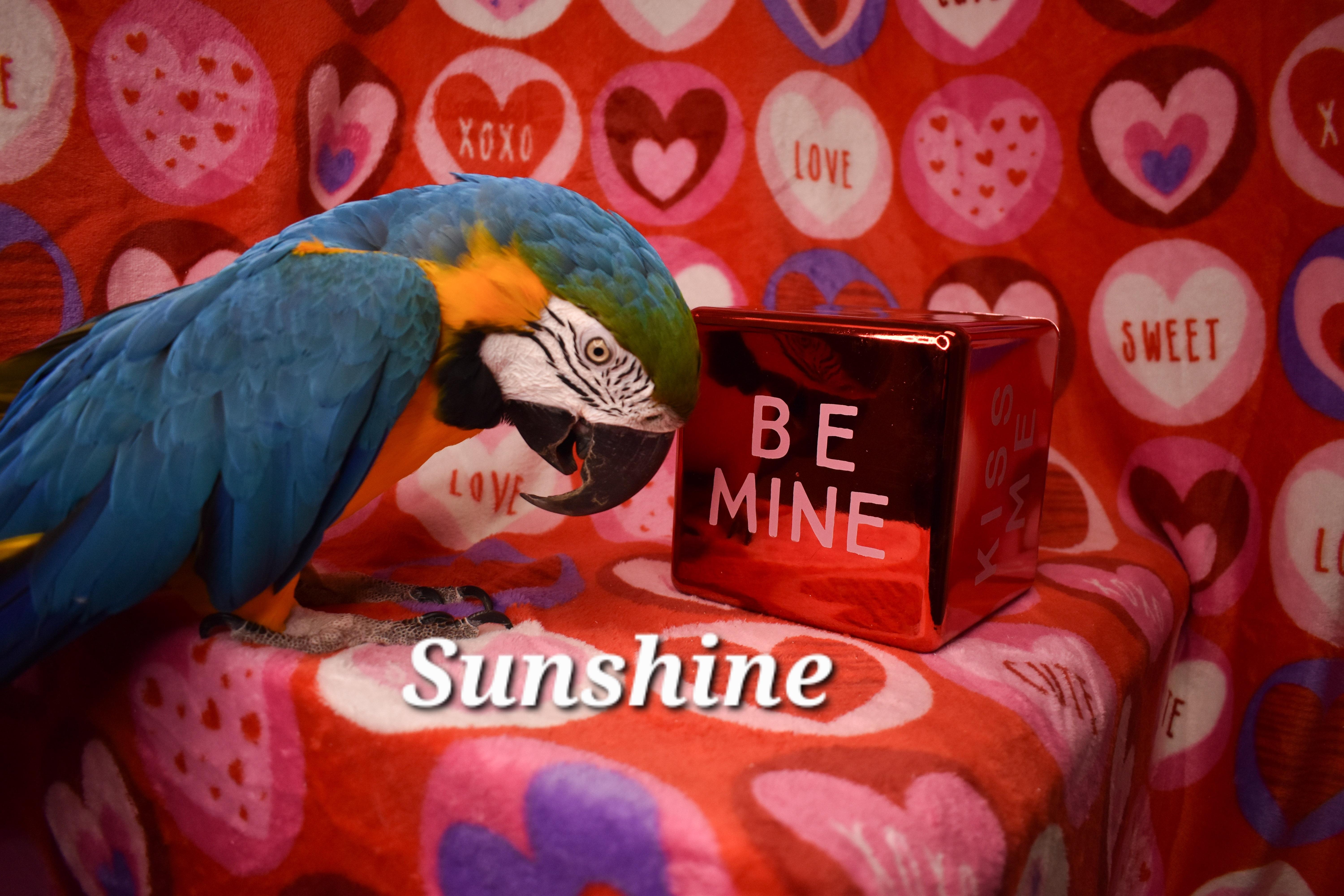 Sunshine photo 3